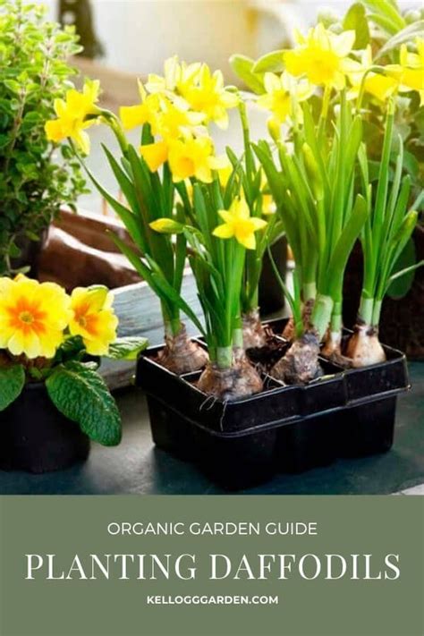 How To Plant And Grow Daffodils In 2021 Planting Daffodils Planting