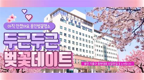 용인벚꽃명소 용인강남병원 중부대로 신갈천길 벚꽃데이트 youtube