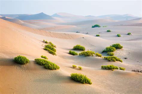 The Abu Dhabi Desert — Nicolesy