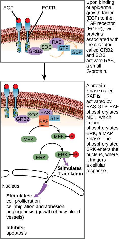 Biology, The Cell, Cell Communication, Propagation of the Signal | OER