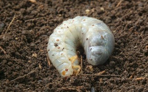 5 Things You Need To Know About White Worms In Soil Today Gardening