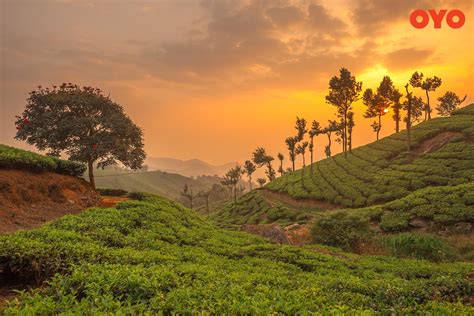 Re Discover Munnar With This Quick Travel Guide Oyo Hotels Travel Blog