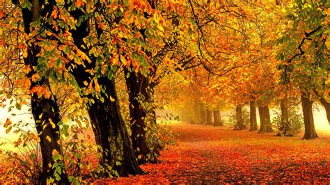 Wallpaper Autumn Park Forest Leaves 4k Nature 588