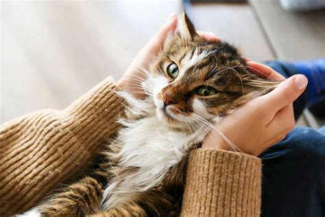 Cats That Are Most Affectionate