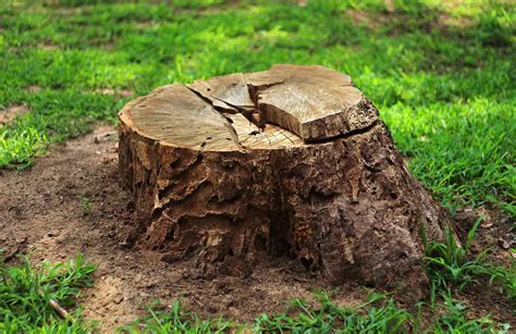 5 Best Ways To Remove A Stump Hometown Tree Experts