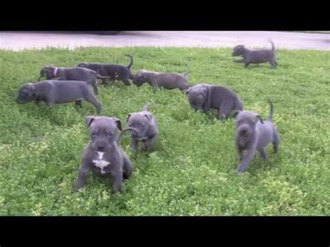 pitbull puppies  sale uk