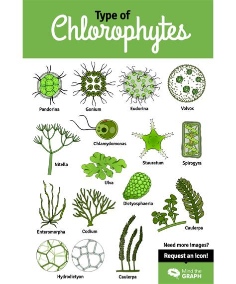 Infographic The Big Diversity Of Green Algae