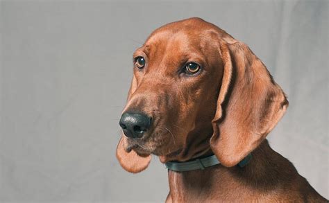 Redbone Coonhound Dog Breed History And Some Interesting Facts