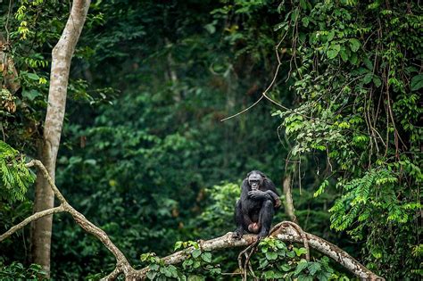 The Congo Rainforest Worldatlas