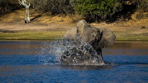 Elephants In Chobe National Park Delta In Botswana Africa Stock Photo