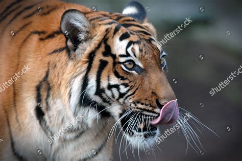 Malayan Tiger Female Called Indra Editorial Stock Photo Stock Image