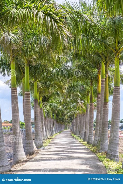 Cuban Royal Palm Trees Planted Along A Rural Road Stock Photo Image