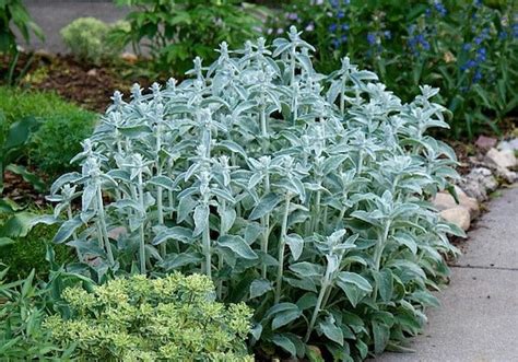 Lambs Ear Fuzzy Silver Ground Cover 100 Seeds Stachys