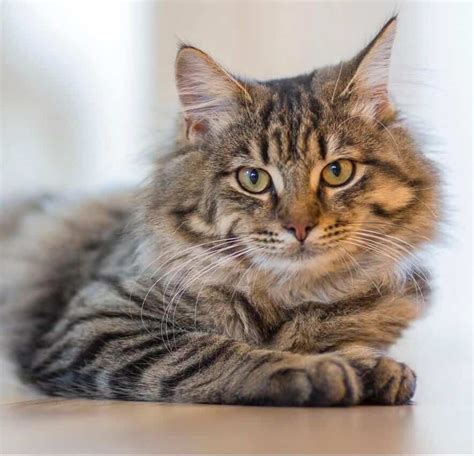 The Siberian Cat Breed Personality And Grooming