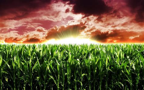 Heavenly Cornfield Corn Sunset Clouds Field Hd Wallpaper Peakpx