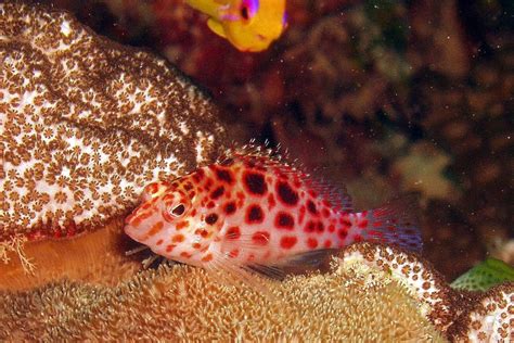 The Pixy Hawkfish Whats That Fish