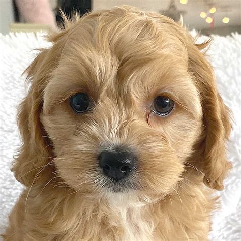 Cockapoo Puppy For Sale Heavenly Puppies
