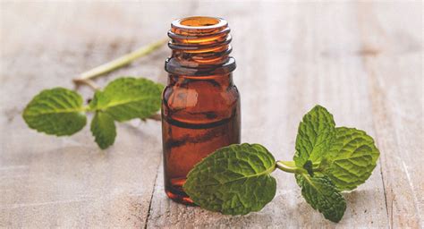 Peppermint oil is a great alternative to mainstream harmful pest control options. Does Peppermint Oil Repel Spiders?