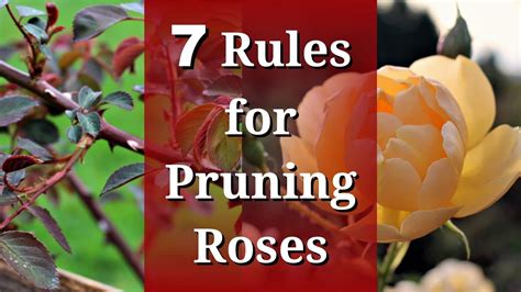 How To Properly Cut Roses Flower From Plant