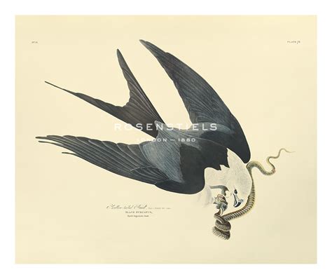 james audubon hand numbered limited edition print on paper swallow