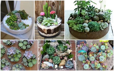 10 Interesting Facts About Succulents Top Dreamer