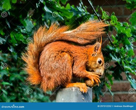 Cute Brown Squirrel Stock Photo Image Of Feeding Nuts 297312252