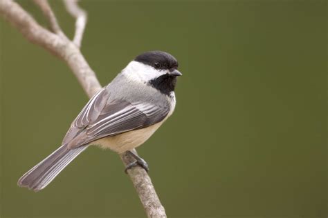 20 Best Birds To Watch For In Ohio