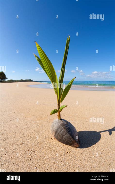 Coconut Sprouts To Life On The Beach At Makena Maui Hawaii Stock
