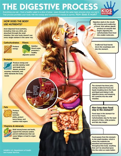 Once you stepped on a landmine you don't need to think any further: Infographic: The Digestive System - KIDS DISCOVER ...