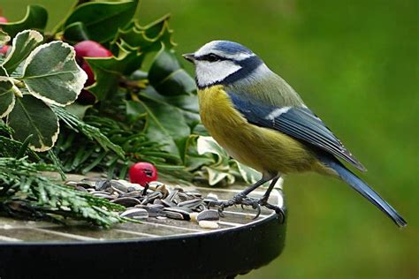 9 Conseils Simples Pour Attirer Les Oiseaux Au Jardin