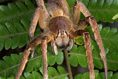 10 Places To Find The Worlds Deadliest Spiders