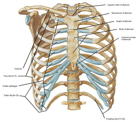Sternum Bone Anatomy Manubrium