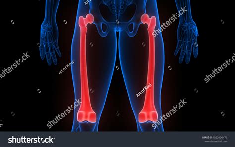 Femur Bone Joints Human Skeleton System Ilustrações Stock 1562906479