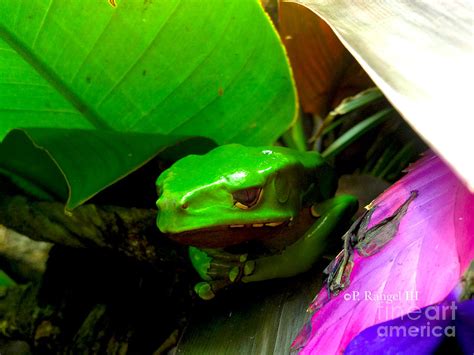 Giant Waxy Monkey Tree Frog Photograph By Phillip Rangel Pixels