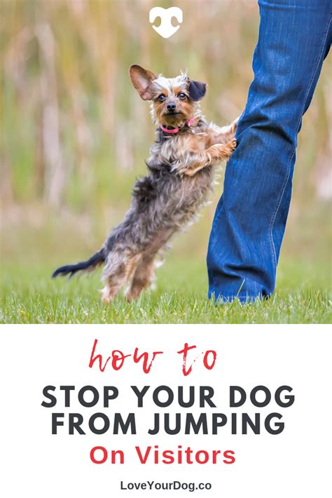 How To Stop Your Dog From Jumping On Visitors And Strangers Dog