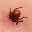 Lyme Disease Symptoms Causes And Facts  Dr Axe