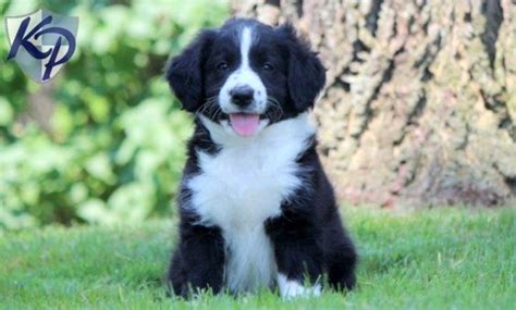 Our bordoodle puppies are all. Breed - Bordoodle Puppies For Sale In Pa Puppies for Sale ...