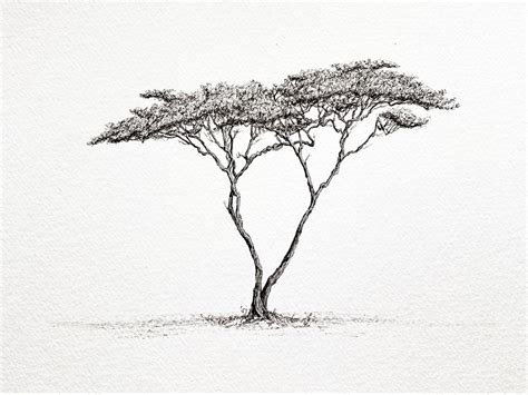 Acacia Tree Ink Drawing Msillo Tree Drawing Ink Artwork Tree Sketches