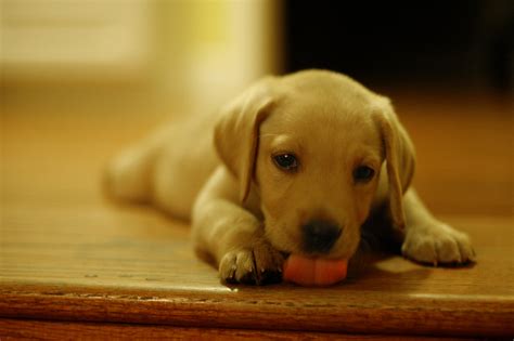 If they don't realize that the puppies are theirs, then their natural predatory instincts may kick if a dog has already killed or eaten one of her puppies, you should take the rest away from her, as they're all at risk. 5 Reasons Puppies Eat Their Poop - Petful