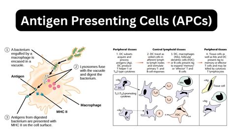Antigen Presenting Cells Apcs
