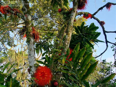 Plant Identification Closed Tropical Tree With Orange Flowers 1 By