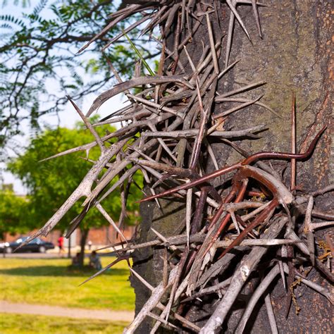 Tree Thorns Brooklyn 2011 Thorn Tree Plant Nature Def Flickr