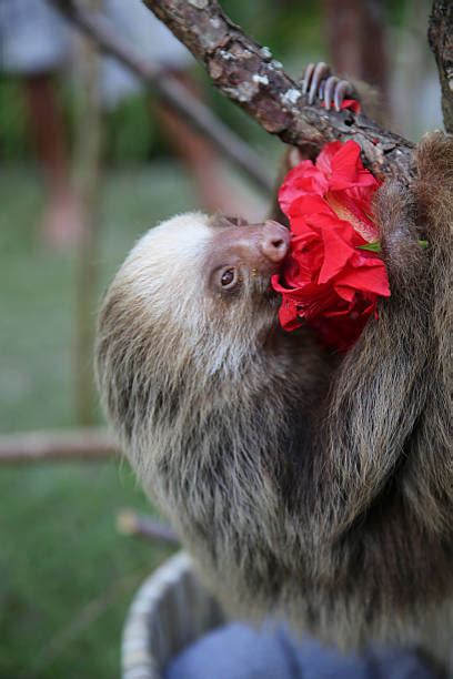 Hoffmans Two Toed Sloth Stock Photos Pictures And Royalty Free Images