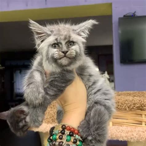 Pin On Funny Maine Coon Cats
