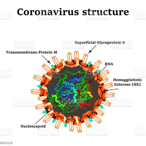 Coronavirus The Structure Of The Covid19 Influenza Virus Flu Vector