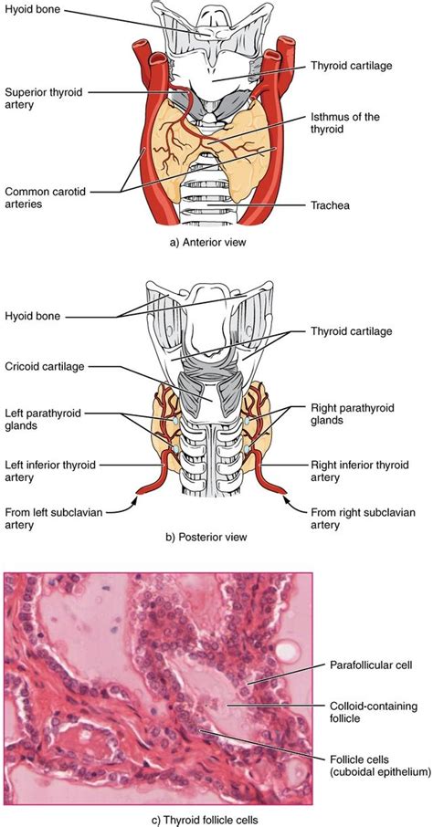 Level ii upper internal jugular nodes, posterior to the back of the submandibular salivary gland, anterior to the back of the sternocleidomastoid muscle. Head and Neck Anatomy | Thyroid gland, Thyroid, Anatomy