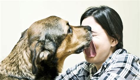 Dogs Bust Through Boundaries To Comfort Their People Futurity