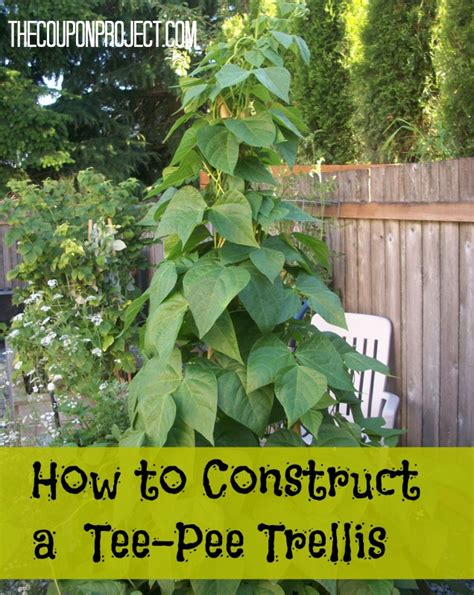 Frugal Gardening How To Construct A Tee Pee Trellis For