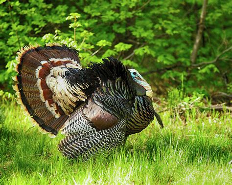 Wild Tom Turkey In Full Strut Photograph By Todd Roach Pixels
