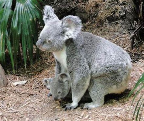 A Koala Joey Inside Her Mothers Pouch Doodling Pinterest Babies